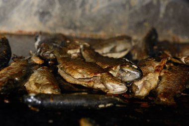 tavada kızarmış alabalık. Konsept - Balık Diyeti