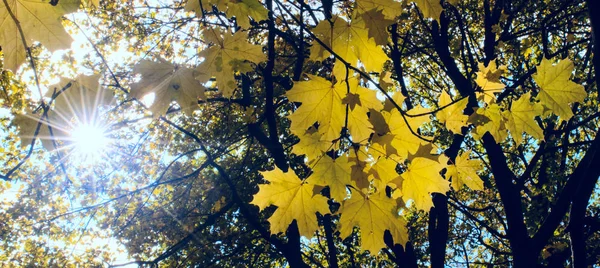 绿色和黄色的枫叶与太阳一起闪耀 阳光透过树枝照耀 水平摄影 网站和文章的彩色屏幕保护程序 — 图库照片