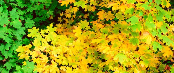Vihreät Keltaiset Vaahteranlehdet Syksyllä Vaakasuora Valokuvaus Concept Värikäs Näytönsäästäjä Sivuston — kuvapankkivalokuva