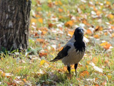 Yeşil çimenlerin üzerinde karga. Konsept - yırtıcı şehir kuşları