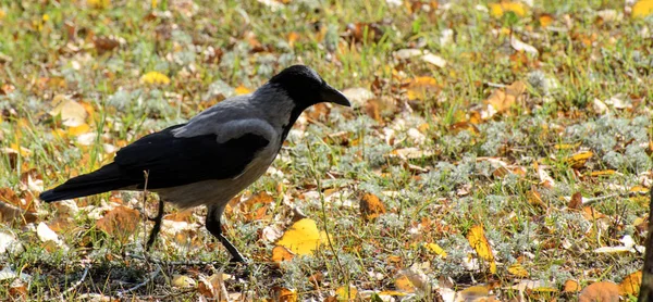 Kråka Det Gröna Gräset Concept Staden Rovfåglar — Stockfoto