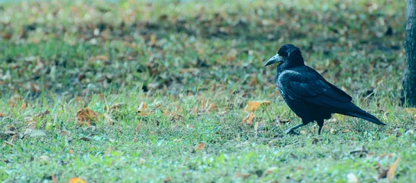 Cuervo Negro Hierba Verde Fotografía Horizontal Concepto Aves Presa Ciudad —  Fotos de Stock