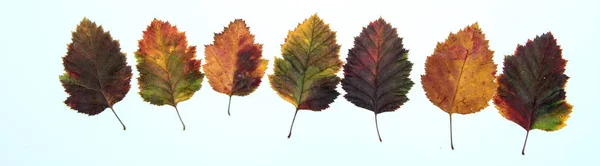 Mehrfarbige Blätter Auf Weißem Hintergrund Konzept Herbst Herbstfarben Farbe — Stockfoto