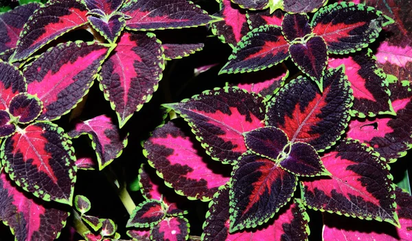 Folhas Coleus Variegadas Brilhantemente Borgonhas Iluminadas Pelo Sol Conceito Fundo — Fotografia de Stock