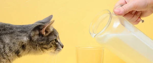 모금을 우유를 붓는다 고양이가 곡괭이를 잡는다 — 스톡 사진