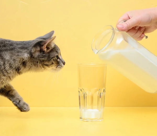Kadın eli bir sürahi süt tutuyor. Süt bardağa dökülür. Bir kedi sürahiye uzanıyor. Kavram - kahvaltı, evcil hayvanlar.