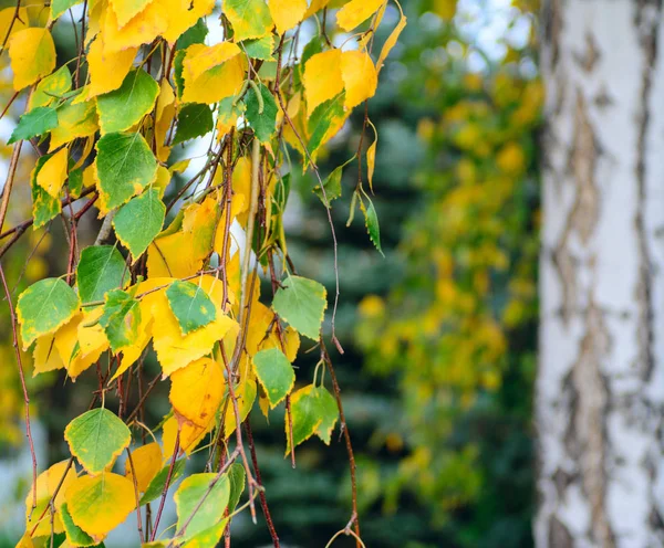 Birkenzweige Mit Gelben Herbstblättern — Stockfoto