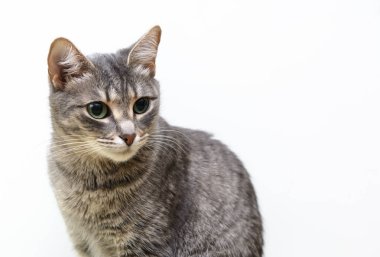 Beyaz bir arka planda kedinin yakın çekimi. Kavram - Evcil Hayvan