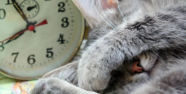 Kapalı kedi kafası eski bir çalar saatin yanında. Kavram - uyku zamanı