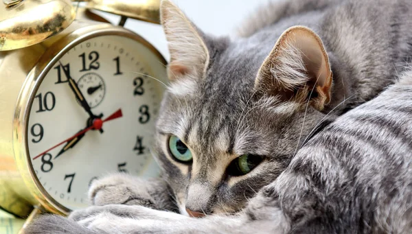 Kapalı kedi kafası eski bir çalar saatin yanında. Kavram - uyku zamanı