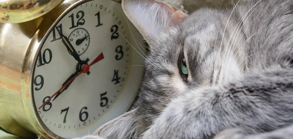 Kapalı kedi kafası eski bir çalar saatin yanında. Kavram - uyku zamanı