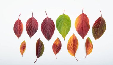 Renkli yapraklar beyaz arka planda bir desen oluşturur. Kavram - Sonbahar