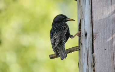 Starling kuş yuvası pınarının yanındaki bir levrekte oturuyor. Huş ağacının yeşil yaprakları. Güneşli bir gün. Kavram - sığırcıkların doğal ortamdaki yaşamı