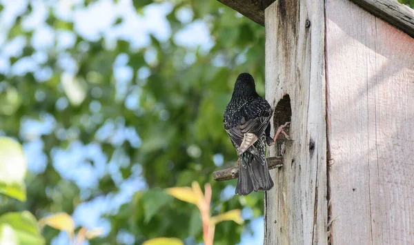 Starling Sitter Abborre Nära Fågelholken Spring Gröna Blad Björk Solig — Stockfoto