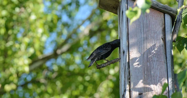 Starling Tittar Ett Hål Fågelholk Mot Bakgrund Gröna Björklöv Solig — Stockfoto