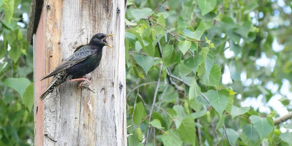 Starling Senta Poleiro Perto Uma Casa Pássaros Com Bico Aberto — Fotografia de Stock