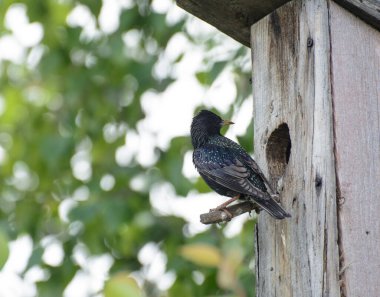 Starling kuş yuvası pınarının yanındaki bir levrekte oturuyor. Huş ağacının yeşil yaprakları. Güneşli bir gün. Kavram - sığırcıkların doğal ortamdaki yaşamı