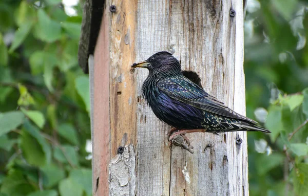 Starling Sits Perch Birdhouse Insect Its Beak Spring Green Leaves — Stock Photo, Image