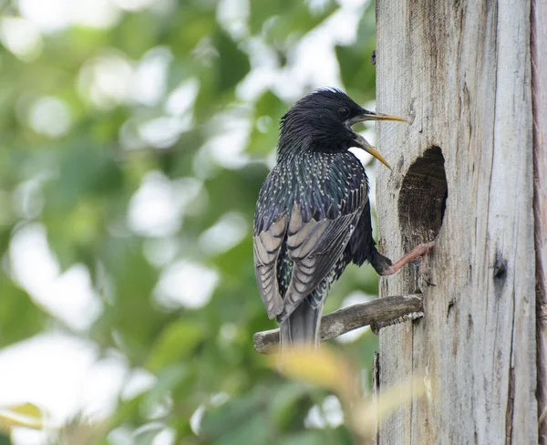 Starling Sits Perch Birdhouse Open Beak Spring Green Leaves Birch — Stock Photo, Image