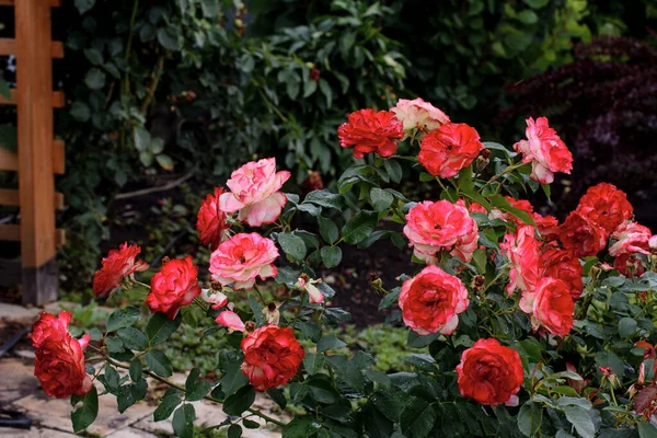 Bloeiende Rode Rozen Een Struik Roos Herfst Tuin Donkere Schaduwrijke — Stockfoto