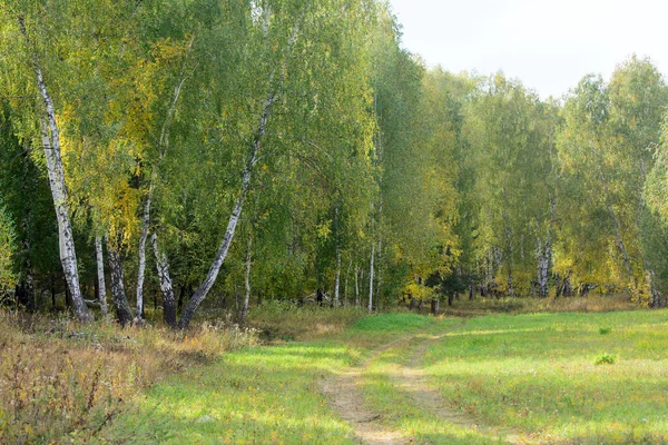 Een Berkenbos Aan Rand Van Het Bos Verlicht Door Zon — Stockfoto