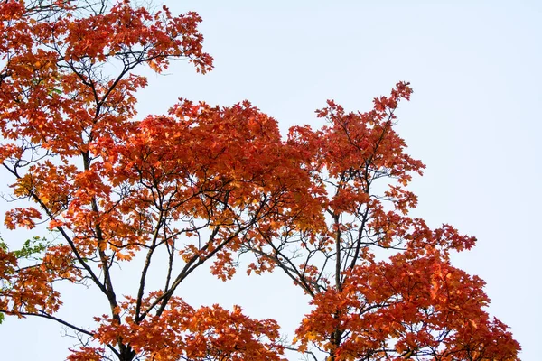 Red Maple Leaves Illuminated Sun Background Blue Sky — Stock Photo, Image