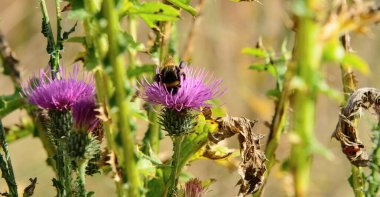 Güneşle aydınlatılan deve dikeni bitkisi. Yakın plan.