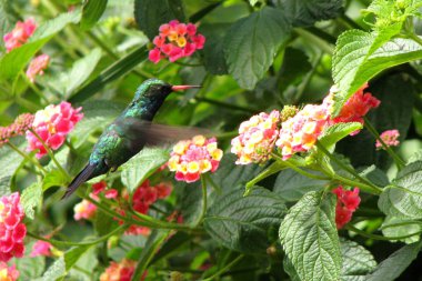 Sinek kuşu ve doğal güzelliği