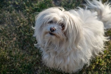 Beyaz Malta bichon parkta egzersiz sonra oturan.