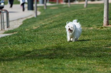 beyaz Malta bichon parkta çalışan.
