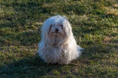 Beyaz Malta bichon parkta egzersiz sonra oturan.