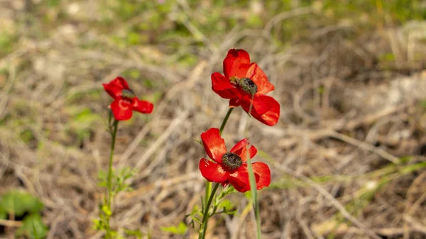 Kırmızı haşhaş çiçek çiçek açmış