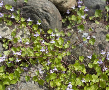 Büyük dekoratif taşlar üzerinde küçük mavi çiçekler ile tırmanma tesisi