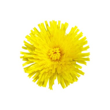 Beyaz arka plan üzerinde izole güzel sarı çiçek