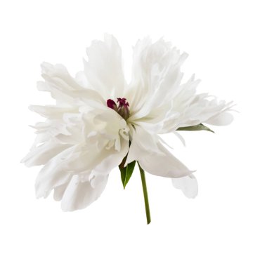 Beyaz arka planda izole edilmiş güzel beyaz şakayık.