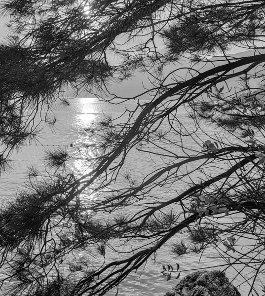 Adriatique Mer Monochrome Paysage Été Rayons Soleil Couchant Travers Les — Photo