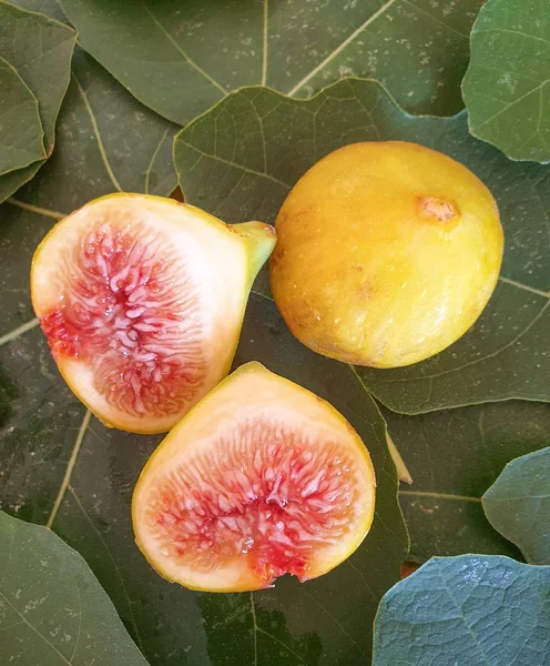 Zralé Fíky Vypějí Čerstvých Listech Fíky Přírodní Plody Stromu Zdravé — Stock fotografie