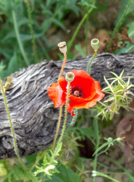 木や植物と絵のように美しい背景にケシの頭を持つ赤い野生の咲くケシの花 — ストック写真