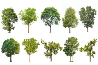 Beyaz arka planda, ağaçlar topluluğu izole büyük ağaç. Büyük ağaçlar Botanik Bahçesi örgüt elemanları doğanın tasarımı için kullanılan Asya Tayland, izole tropikal ağaçlar veritabanı,