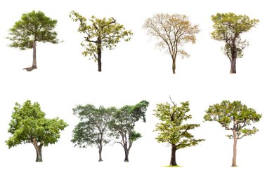 Beyaz arka planda, ağaçlar topluluğu izole büyük ağaç. Büyük ağaçlar Botanik Bahçesi örgüt elemanları doğanın tasarımı için kullanılan Asya Tayland, izole tropikal ağaçlar veritabanı,