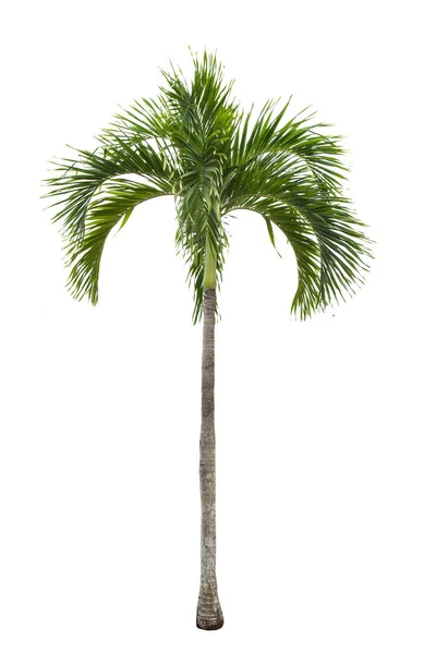 Isolated Big Palm Tree White Background Large Palm Trees Database — Stock Photo, Image