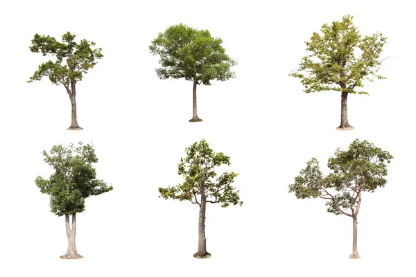 나무의 컬렉션에 데이터베이스 디자인에 나무에서에서 아시아 자연의 식물원 — 스톡 사진