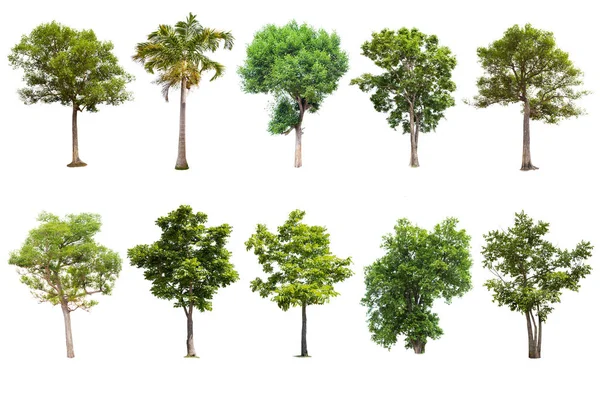 Ізольована Велике Дерево Білому Тлі Колекції Дерев Великі Дерева Бази — стокове фото
