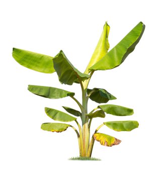  izole büyük muz ağacı üzerinde beyaz Background.Large muz ağaçları veritabanı Botanik Bahçesi organizasyon öğeleri doğanın için tasarım, kullanılan Asya Tayland, izole tropikal ağaçlar reklam  