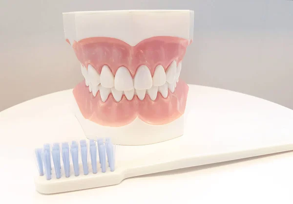 Zahnmodell Und Zahnärztliche Ausrüstung Auf Weißem Hintergrund Konzeptbild Des Zahnärztlichen — Stockfoto