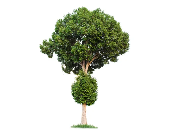 Grande Albero Isolato Sfondo Bianco Alberi Tropicali Isolati Utilizzati Progettazione — Foto Stock