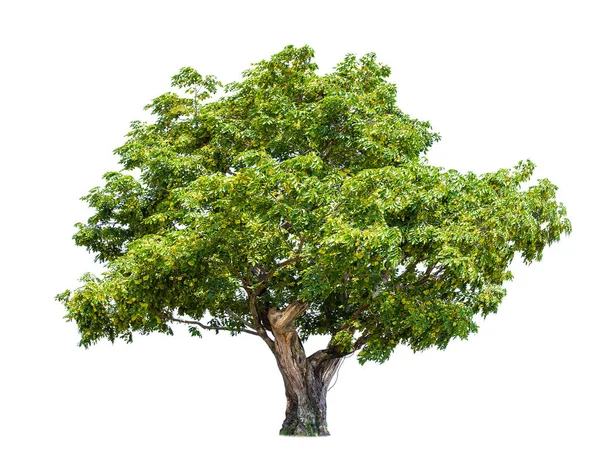 Árbol Grande Aislado Sobre Fondo Blanco Árboles Tropicales Aislados Utilizados — Foto de Stock