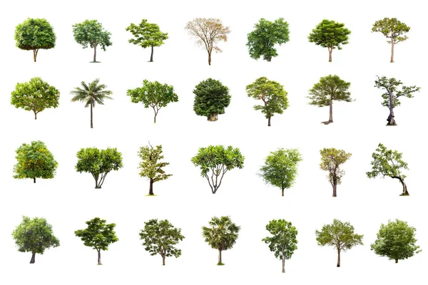 Ізольована Велике Дерево Білому Тлі Колекції Дерев Великі Дерева Бази — стокове фото