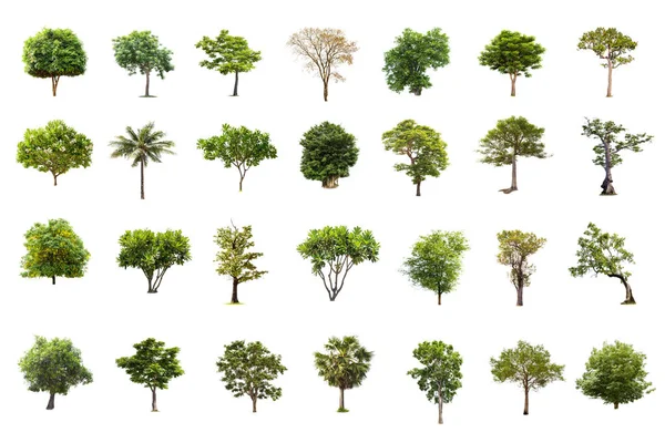 Isolated big tree on white background ,The collection of trees.Large trees database Botanical garden organization elements of Asian nature in Thailand, tropical trees isolated used for design,