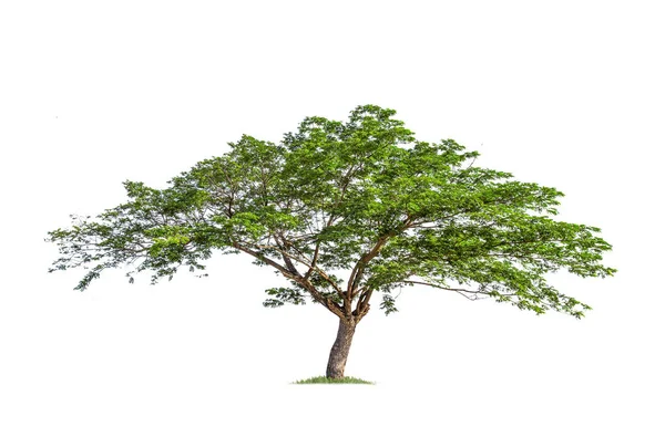 Árbol Grande Aislado Sobre Fondo Blanco Árboles Tropicales Aislados Utilizados —  Fotos de Stock